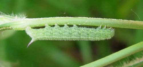 Third instar larva of Hemaris tityus, Catalonia, Spain. Photo: © Ben Trott.