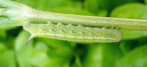 Fourth instar larva of Hemaris tityus, Catalonia, Spain. Photo: © Ben Trott.