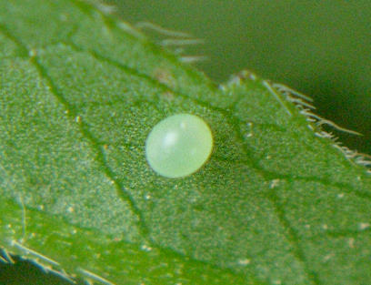 Egg of Hemaris tityus, Catalonia, Spain. Photo: © Ben Trott.