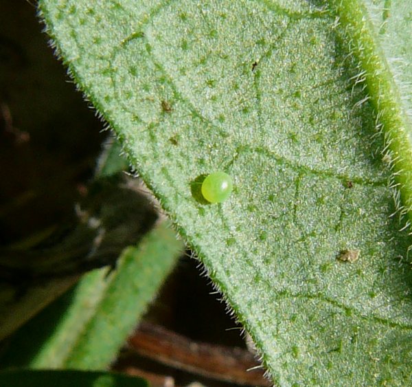 Egg of Hemaris tityus, Brest, Belarus, 26.v.2008. Photo: © Serge Yevdoshenko.