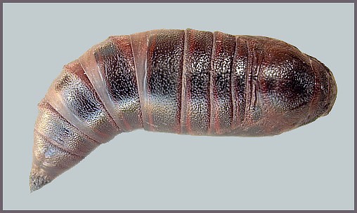 Pupa of Hemaris tityus (dorsal view), Barcelona, Spain. Image: © Tony Pittaway.