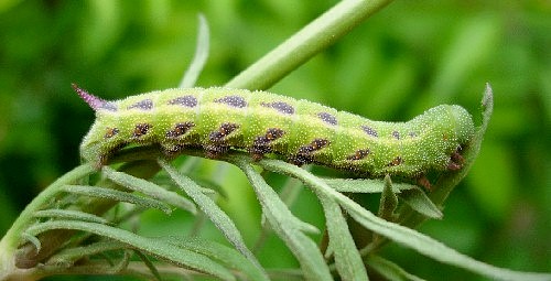 Final instar blotched green formlarva of Hemaris tityus, Catalonia, Spain. Photo: © Ben Trott.