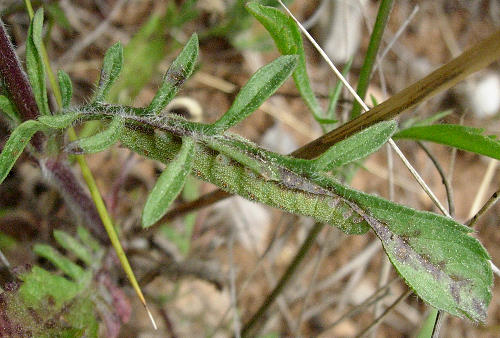 Final instar larva of Hemaris tityus at rest, Catalonia, Spain. Photo: © Ben Trott.