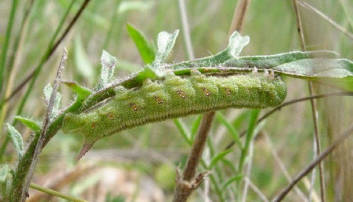 Final instar larva of Hemaris tityus at rest, Catalonia, Spain. Photo: © Ben Trott.