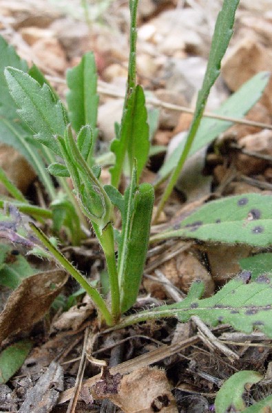 Final instar larva of Hemaris tityus at rest, Catalonia, Spain. Photo: © Ben Trott.