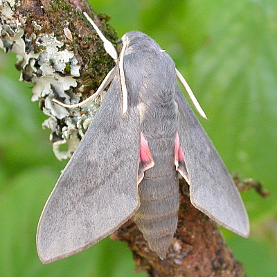 Male Hyles vespertilio, la Combe Chave, l'Alpes d'Huez, France. Photo: © Jean Haxaire.