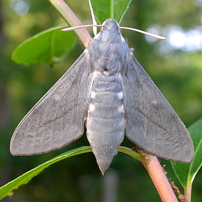 Female Hyles vespertilio, la Combe Chave, l'Alpes d'Huez, France. Photo: © Jean Haxaire.