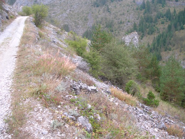 Typical habitat of Hyles vespertilio (close up), Trigrad Gorge, Bulgaria. Photo: © Tony Pittaway.