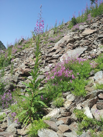 Typical habitat of Hyles vespertilio, l'Alpes dHuez, France, 2000m. Photo: © Jean Haxaire.