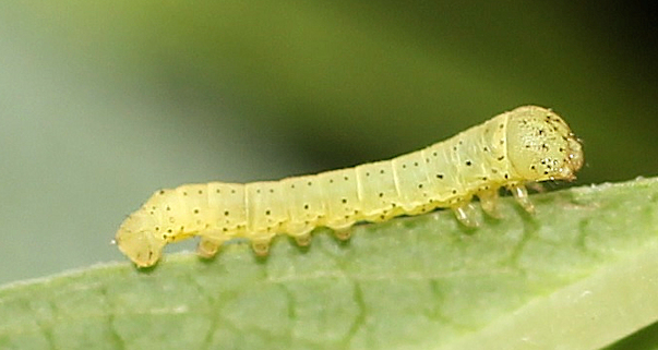 First instar larva of Hyles vespertilio. Photo: © Stefan Wils.