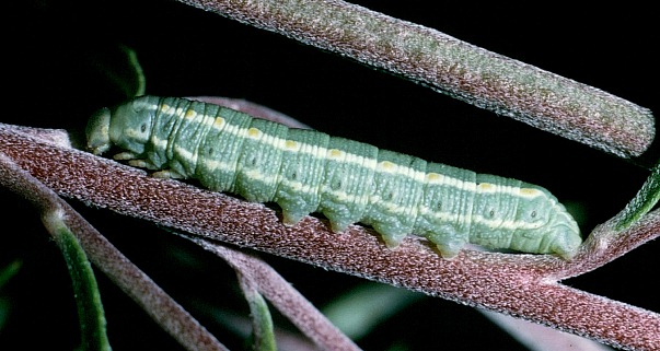 Third instar larva of Hyles vespertilio, Austria. Photo: © Tony Pittaway.