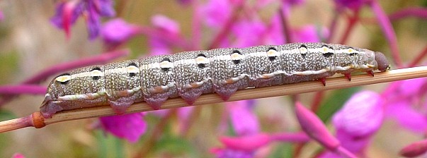 Full-grown larva of Hyles vespertilio, la Combe Chave, l'Alpes d'Huez, France. Photo: © Jean Haxaire.