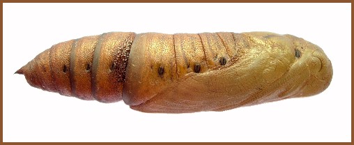 Mature pupa of Hyles vespertilio (lateral view), Trigrad Gorge, Bulgaria. Photo: © Tony Pittaway.