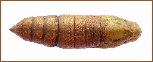 Mature pupa of Hyles vespertilio (dorsal view), Trigrad Gorge, Bulgaria. Photo: © Tony Pittaway.