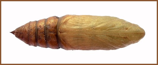 Mature pupa of Hyles vespertilio (ventral view), Trigrad Gorge, Bulgaria. Photo: © Tony Pittaway.