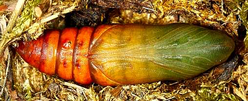 Fresh pupa of Hyles vespertilio, l'Alpes dHuez, France, 2000m. Photo: © Jean Haxaire.