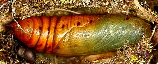 Fresh pupa of Hyles vespertilio, l'Alpes dHuez, France, 2000m. Photo: © Jean Haxaire.