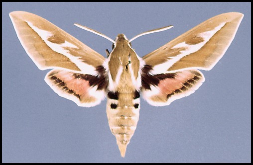 Male Hyles zygophylli, Baygakum, Kazakhstan.