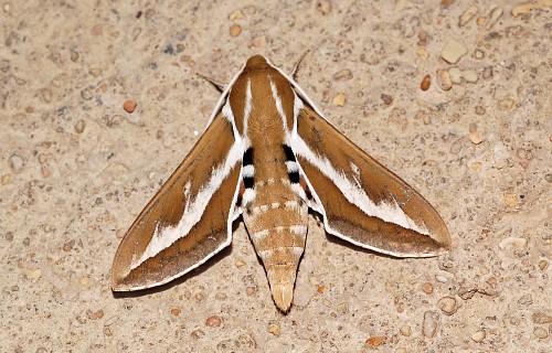 Adult Hyles zygophylli, Akkuduk, Ustyurt Plateau, SW Kazakstan, 16-17.V.2008. Photo: © Pavel Gorbunov.