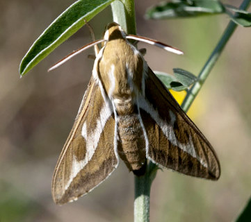 Male Hyles zygophylli, Bakanas, Ili river, SE Kazakhstan, 9-10.v.2013. Photo: © Svyatoslav Knyazev.