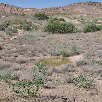 Typical habitat of Hyles zygophylli with Zygophyllum fabago, near Ararat City, Ararat region, Armenia, 16.vi.2021. Photo: © Vyacheslav Ivonin & Yanina Ivonina