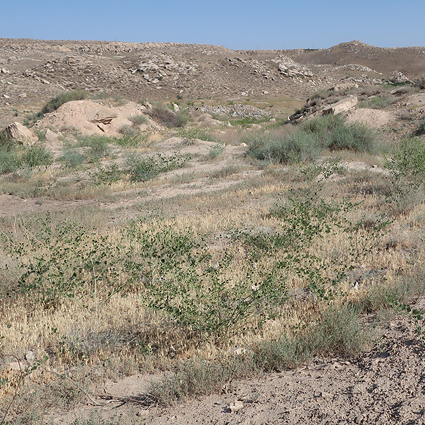 Typical habitat of Hyles zygophylli with Zygophyllum fabago, near Ararat City, Ararat region, Armenia, 16.vi.2021. Photo: © Vyacheslav Ivonin & Yanina Ivonina