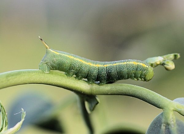 Third instar larva of Hyles zygophylli on Zygophyllum fabago, Aral Karakum Desert, Kazakhstan. Photo: © Dmitry Shovkoon.