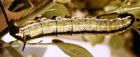 Full-grown dark morph larva of Hyles zygophylli, Turkey. Photo: © E. A. Loeliger