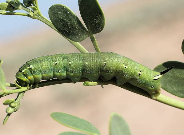 Fourth instar larva of Hyles zygophylli on Zygophyllum fabago, Aral Karakum Desert, Kazakhstan. Photo: © Dmitry Shovkoon.