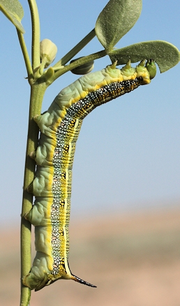 Part grown final instar larva of Hyles zygophylli on Zygophyllum fabago, Aral Karakum Desert, Kazakhstan. Photo: © Dmitry Shovkoon.