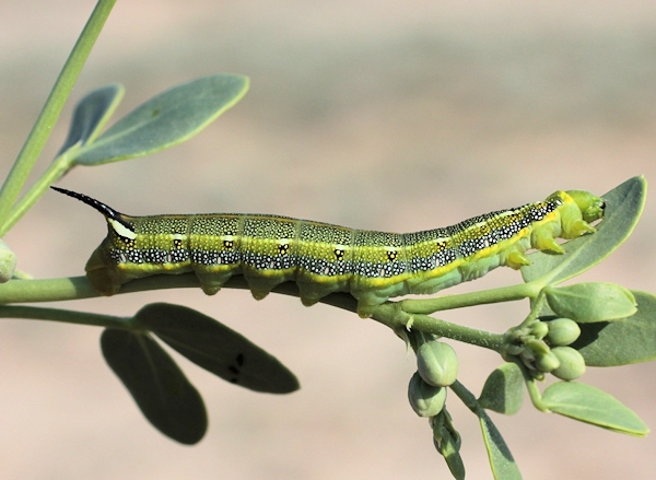 Part grown final instar larva of Hyles zygophylli on Zygophyllum fabago, Aral Karakum Desert, Kazakhstan. Photo: © Dmitry Shovkoon.