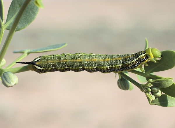 Part grown final instar larva of Hyles zygophylli on Zygophyllum fabago, Aral Karakum Desert, Kazakhstan. Photo: © Dmitry Shovkoon.