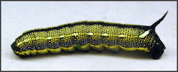 Full-grown dark morph larva of Hyles zygophylli, Almaty area, Kazakhstan, bred 2017. Photo: © Anna Hundsdoerfer