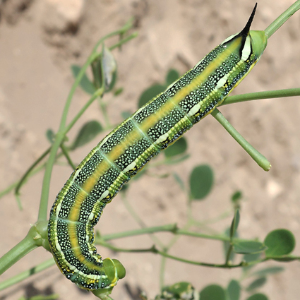 Fifth-instar larva of Hyles zygophylli on Zygophyllum fabago, near Ararat City, Ararat region, Armenia, 15.vi.2021. Photo: © Vyacheslav Ivonin & Yanina Ivonina