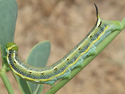 Fourth-instar larva of Hyles zygophylli on Zygophyllum fabago, near Ararat City, Ararat region, Armenia, 16.vi.2021. Photo: © Vyacheslav Ivonin & Yanina Ivonina