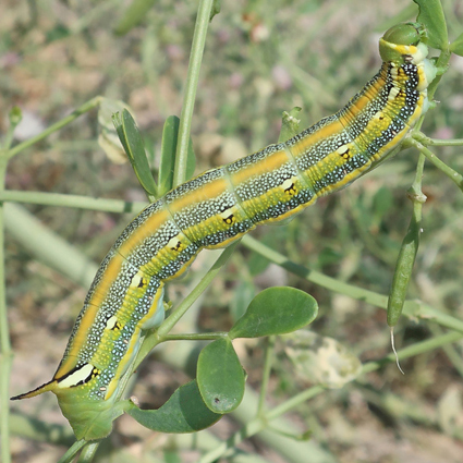 Fifth-instar larva of Hyles zygophylli on Zygophyllum fabago, near Ararat City, Ararat region, Armenia, 19.vi.2021. Photo: © Vyacheslav Ivonin & Yanina Ivonina