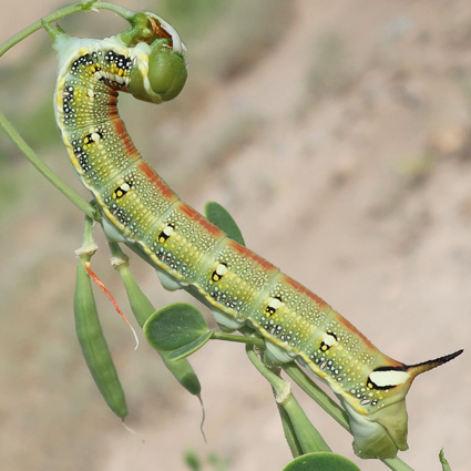 Fifth-instar larva of Hyles zygophylli on Zygophyllum fabago, near Ararat City, Ararat region, Armenia, 20.vi.2021. Photo: © Vyacheslav Ivonin & Yanina Ivonina