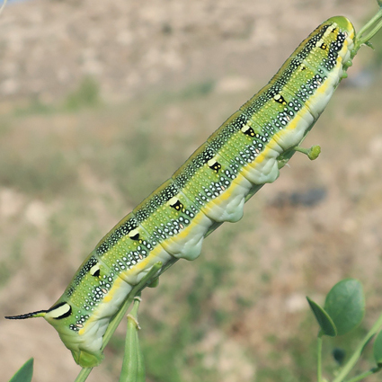 Fifth-instar larva of Hyles zygophylli on Zygophyllum fabago, near Ararat City, Ararat region, Armenia, 15.vi.2021. Photo: © Vyacheslav Ivonin & Yanina Ivonina