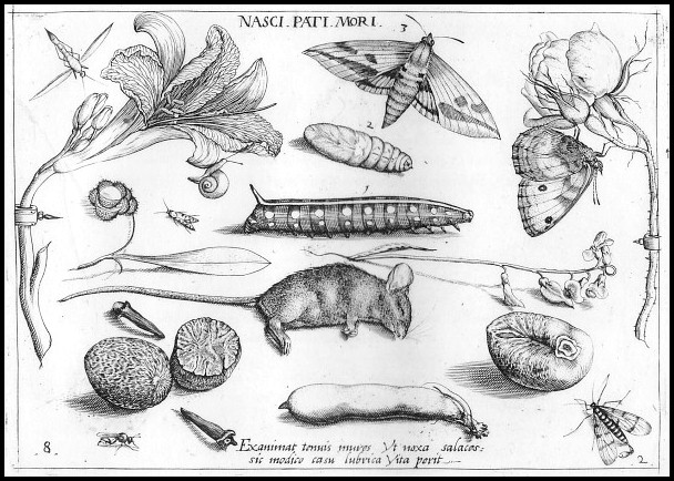 A plate from Hoefnagel (1592).