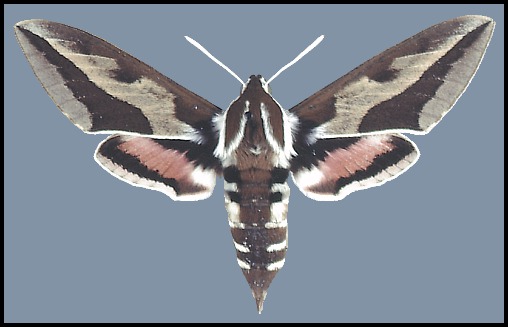 Female Hyles tithymali tithymali, Gran Canaria, Canary Islands.