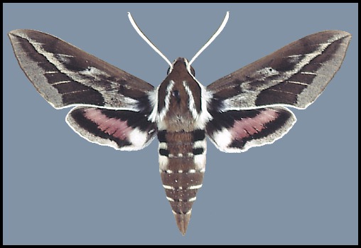 Male Hyles tithymali tithymali, Gran Canaria, Canary Islands.