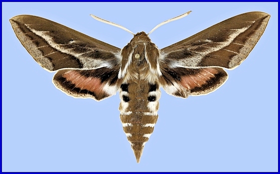 Male Hyles tithymali tithymali, Cape Verde Islands. Photo: © Jean Haxaire.