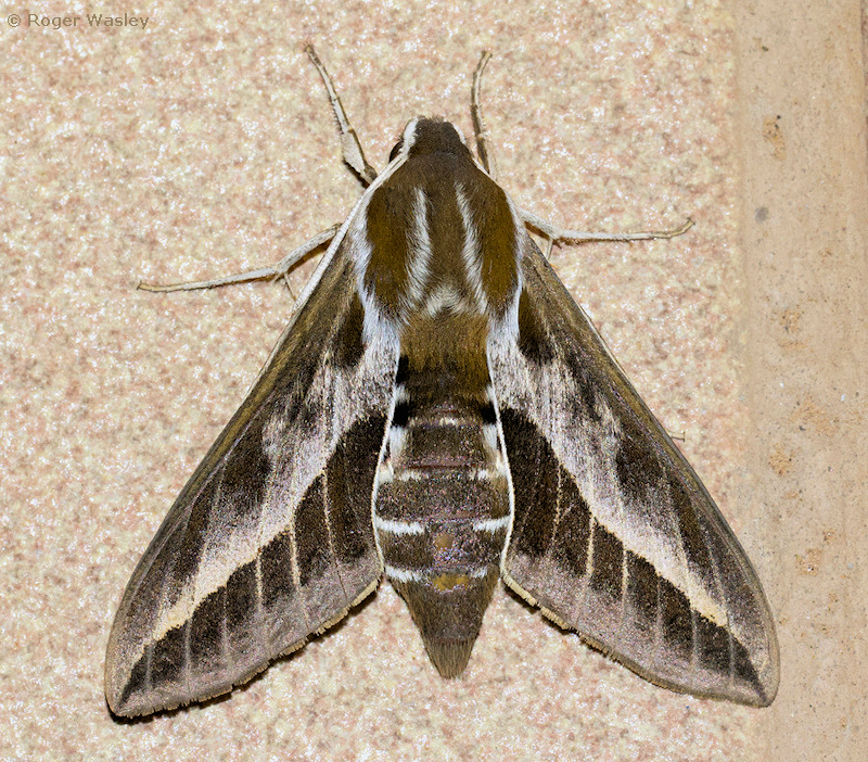 Female Hyles tithymali tithymali, Agaete, Gran Canaria, Canary Islands, 27.xii.2022. Photo: © Roger Wasley.