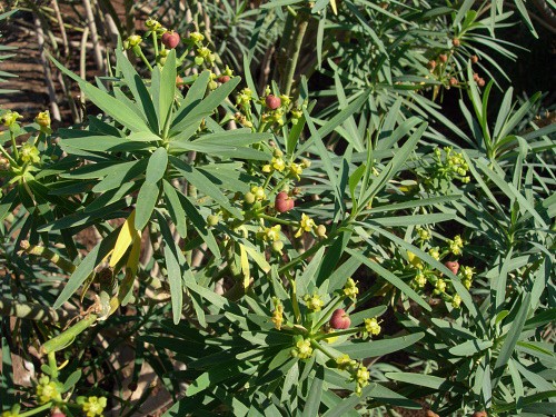 Euphorbia lamarckii, Tenerife, Canary Islands. Photo: © Tony Pittaway.