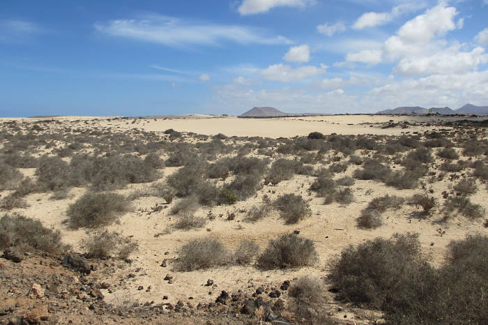 Typical habitat of Hyles tithymali tithymali, Fuerteventura, Canary Islands. Photo: © Pascal Régnier