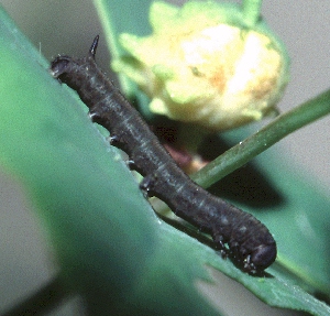 First instar larva of Hyles tithymali tithymali, Canary Islands. Photo: © Tony Pittaway.