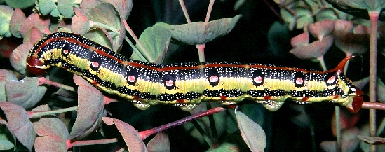 Full-grown larva of Hyles tithymali tithymali, Canary Islands. Photo: © Tony Pittaway.