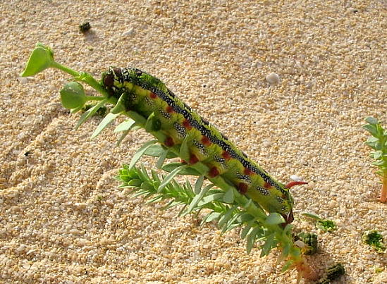 Full-grown larva of Hyles tithymali tithymali, Fuerteventura, Canary Islands. Photo: © Marina Batchelor.