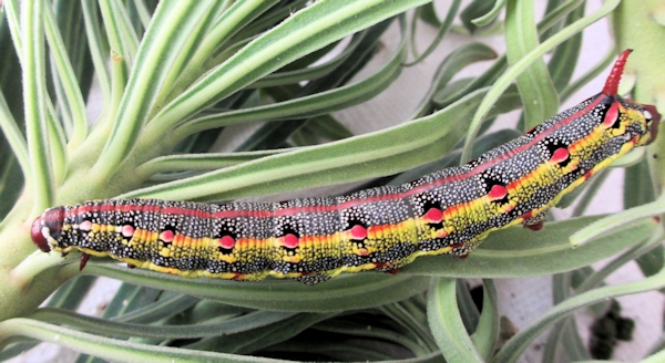 Full-grown larva of Hyles tithymali tithymali, Fogo Island, Cape Verde Islands. Photo: © Pascal Rgnier.