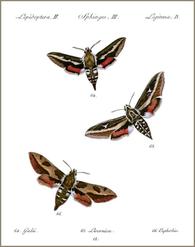 A plate from Hübner (1796[1838]).